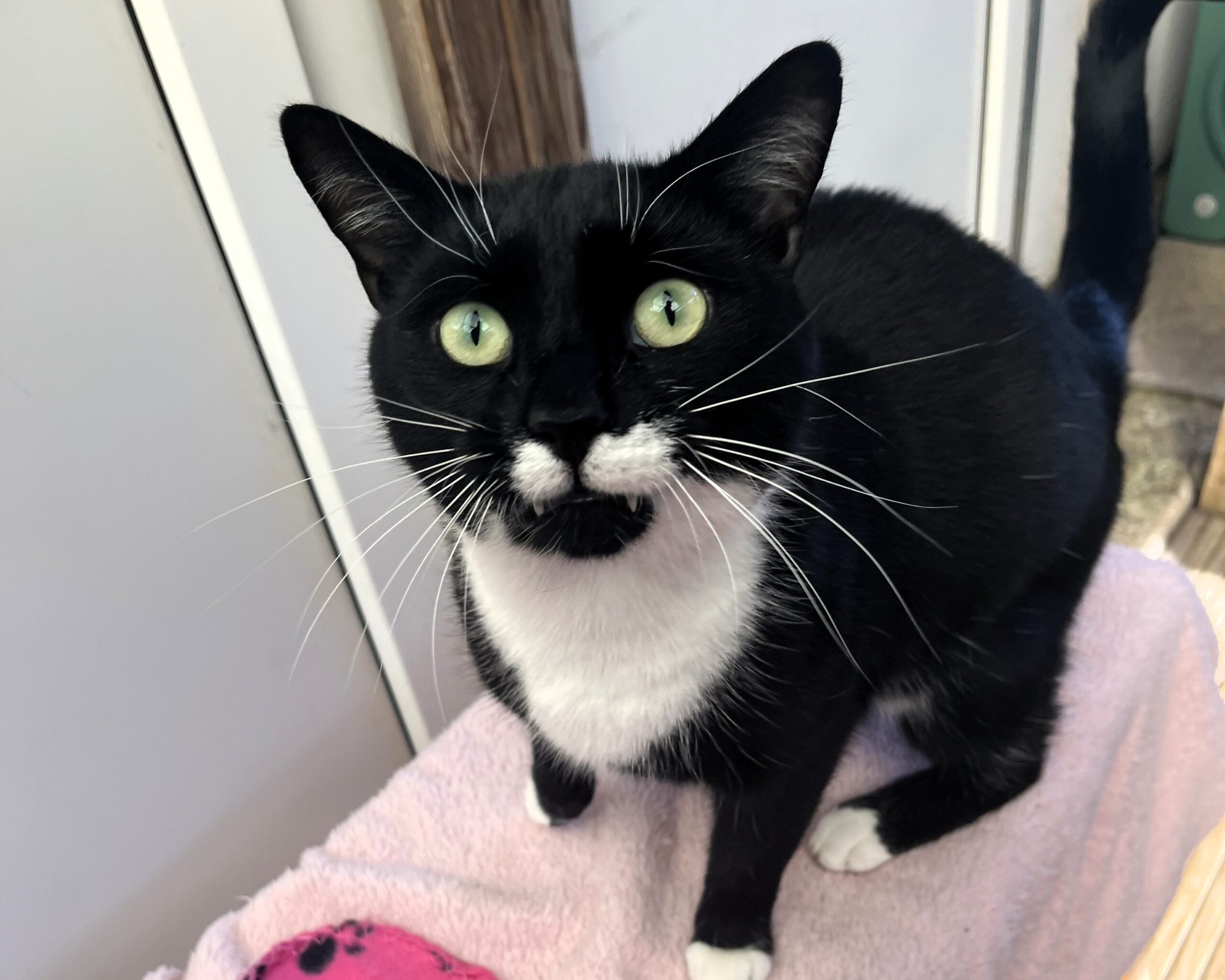 Albus the black cat with white patches