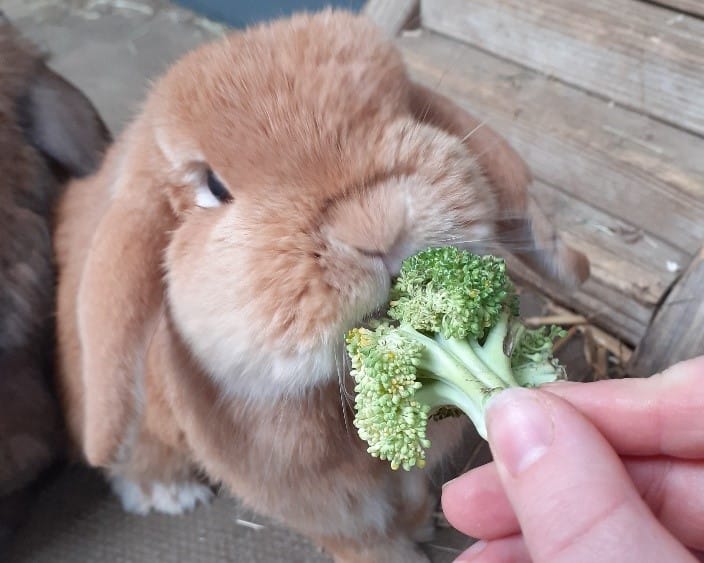 Barry enjoying some broccoli