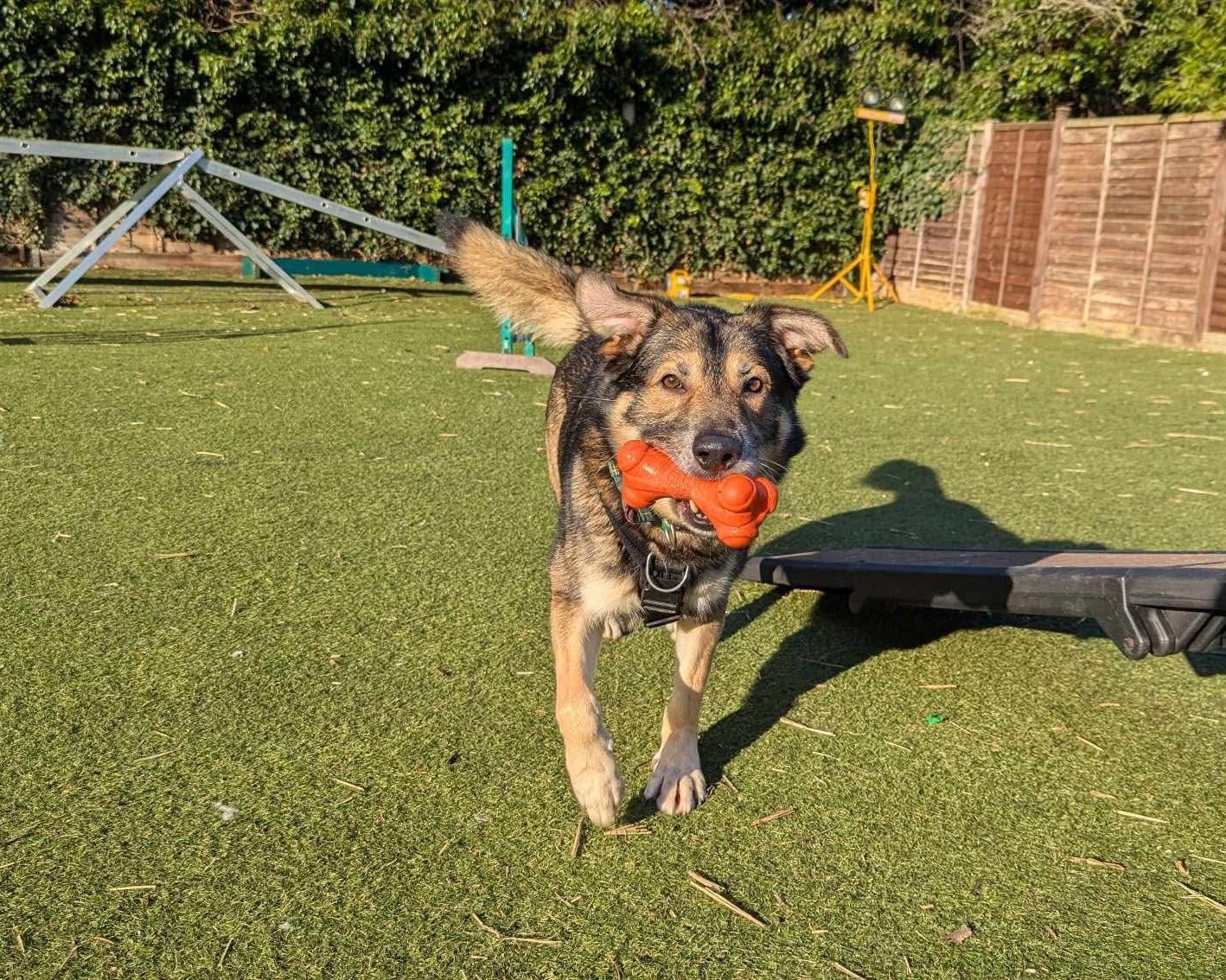 Bear the shepherd dog