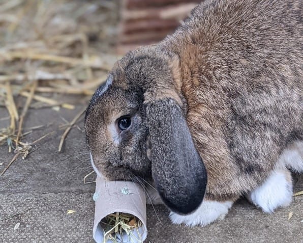 Bluey enjoying some hay enrichment
