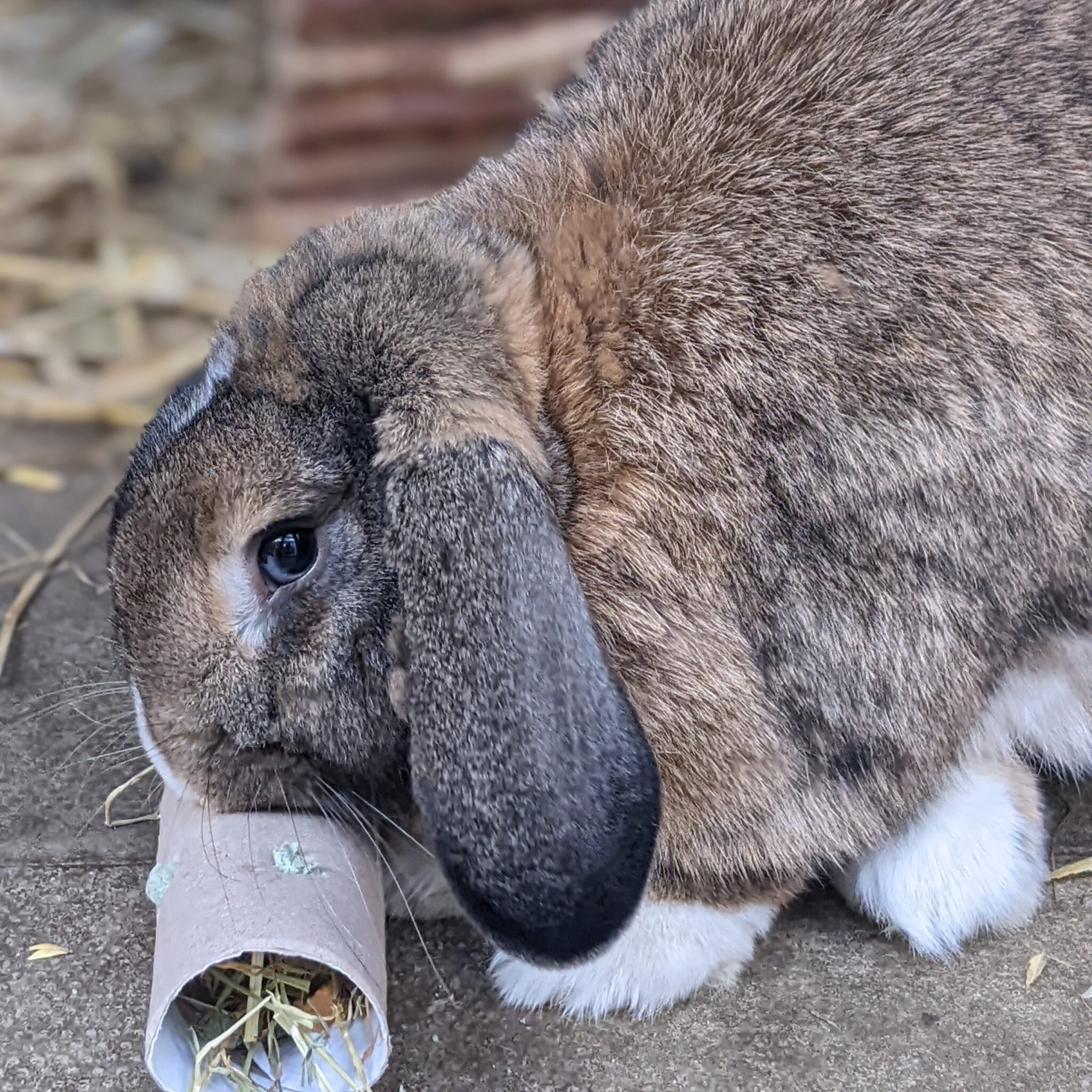 Bluey-with-Enrichment sq