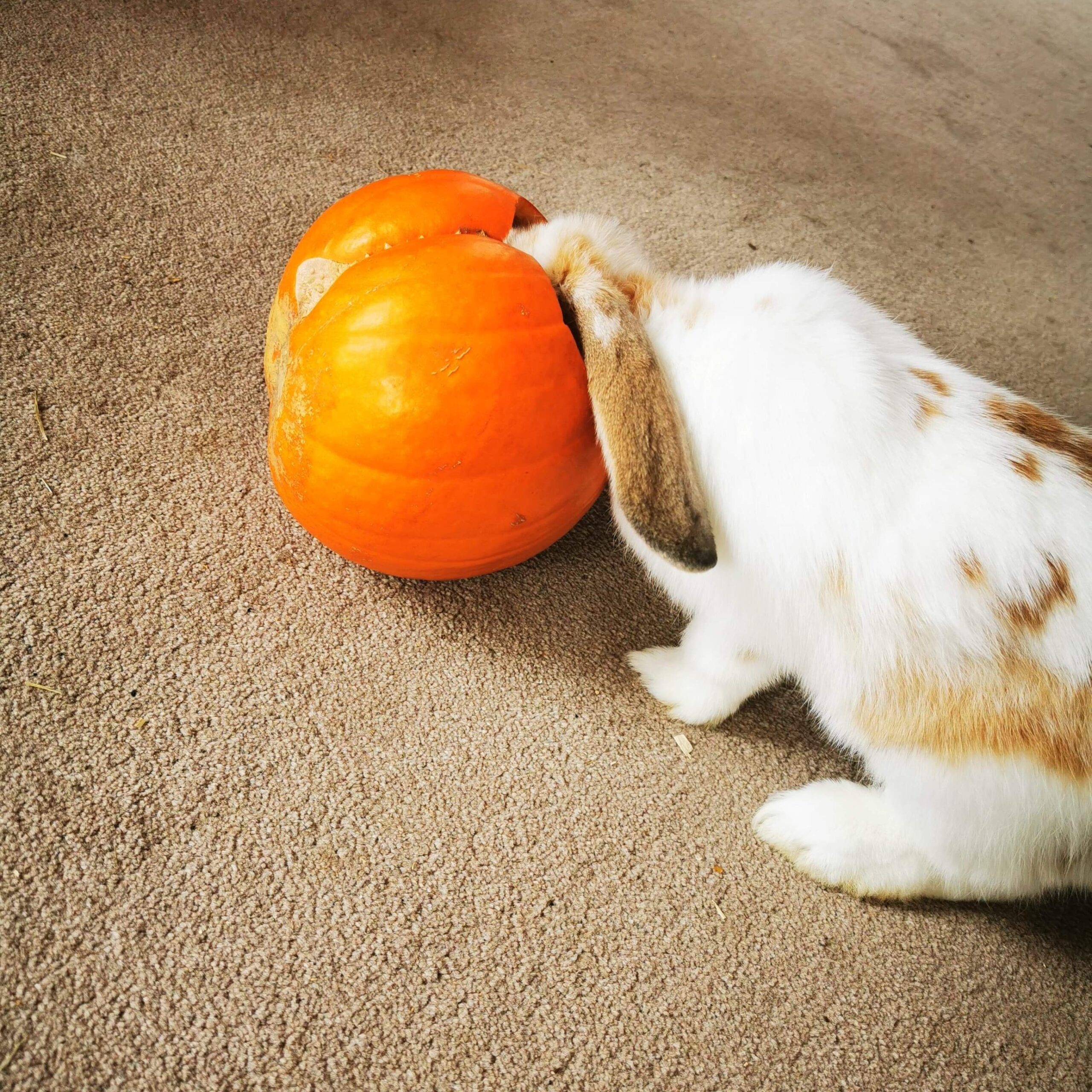 Bunny with Pumpkin 4