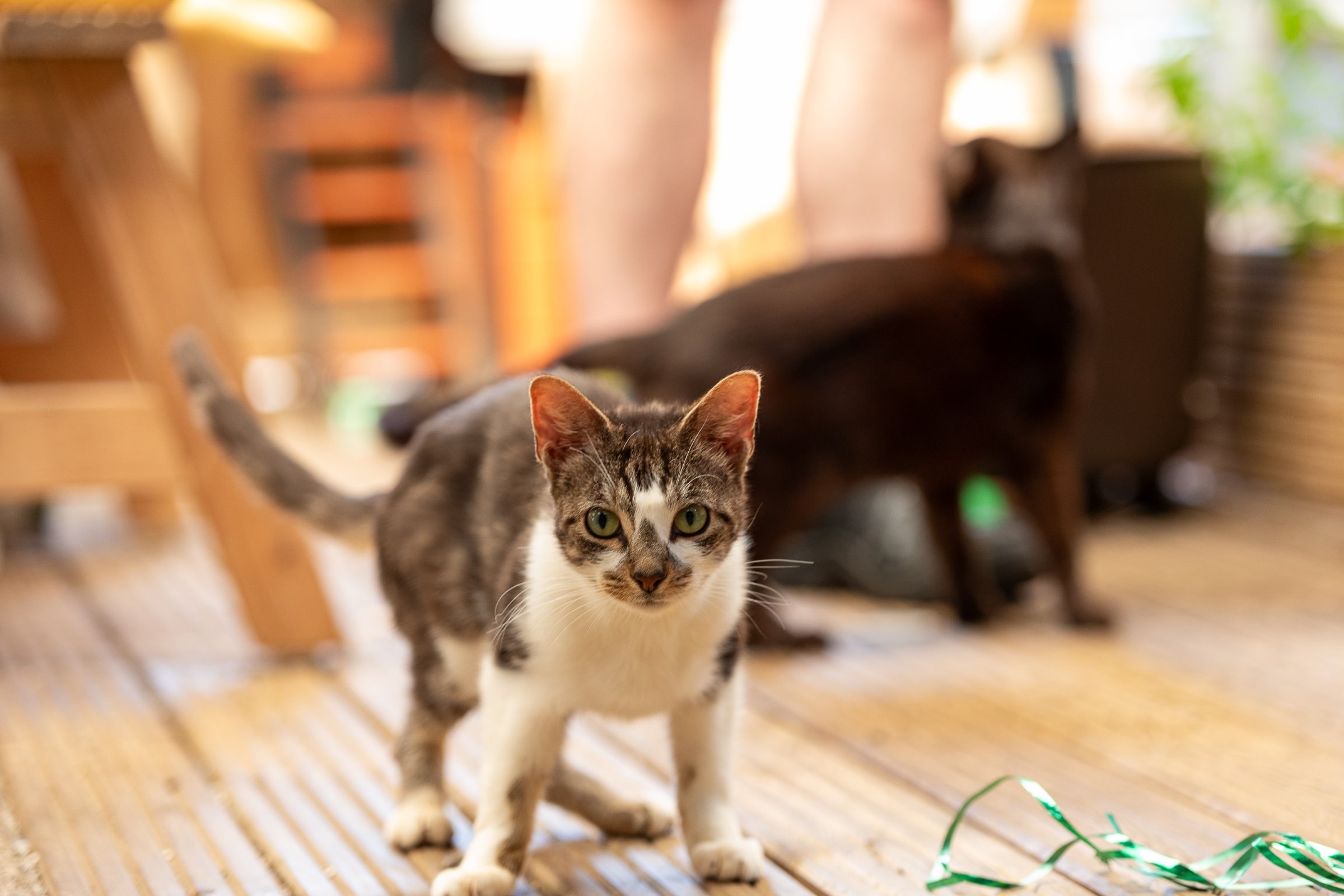 Cat in Catio