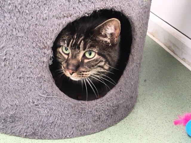 Cat peeking out of a hut