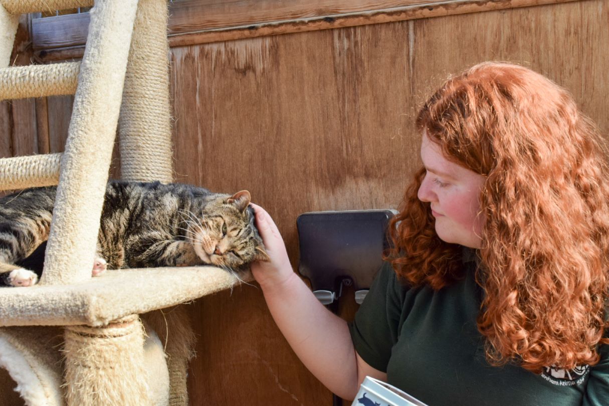 Cat Interaction