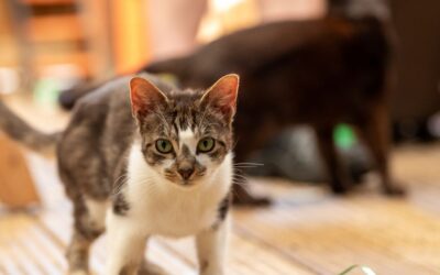 Cat microchipping – new legislation