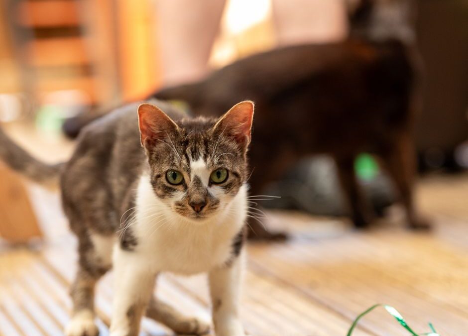 Cat microchipping – new legislation