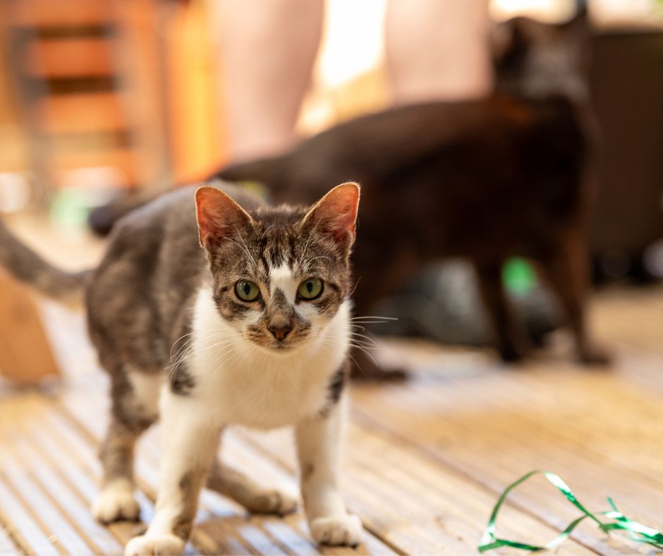 Kitten in out catio