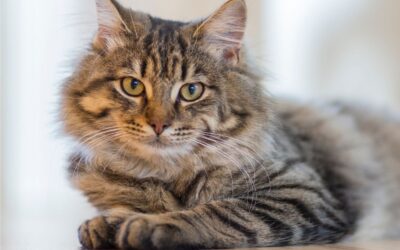 SCAS cat personality webinar