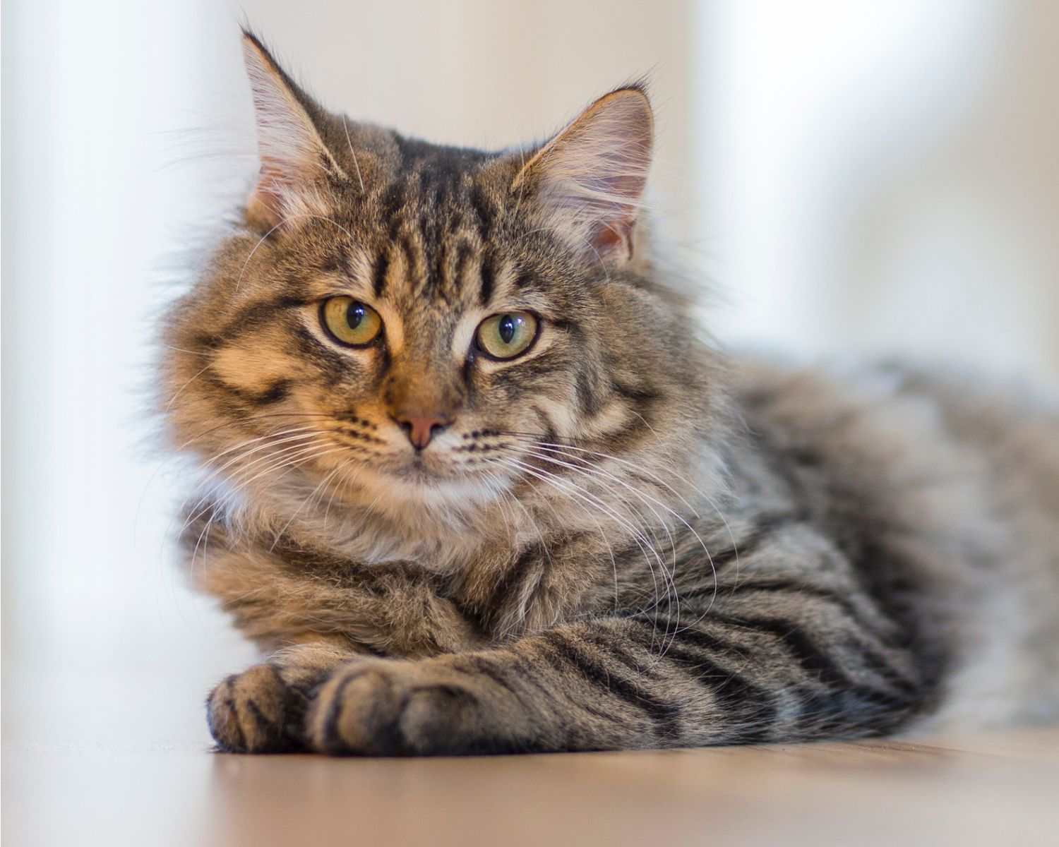 Cat looking at the camera with a blurred background