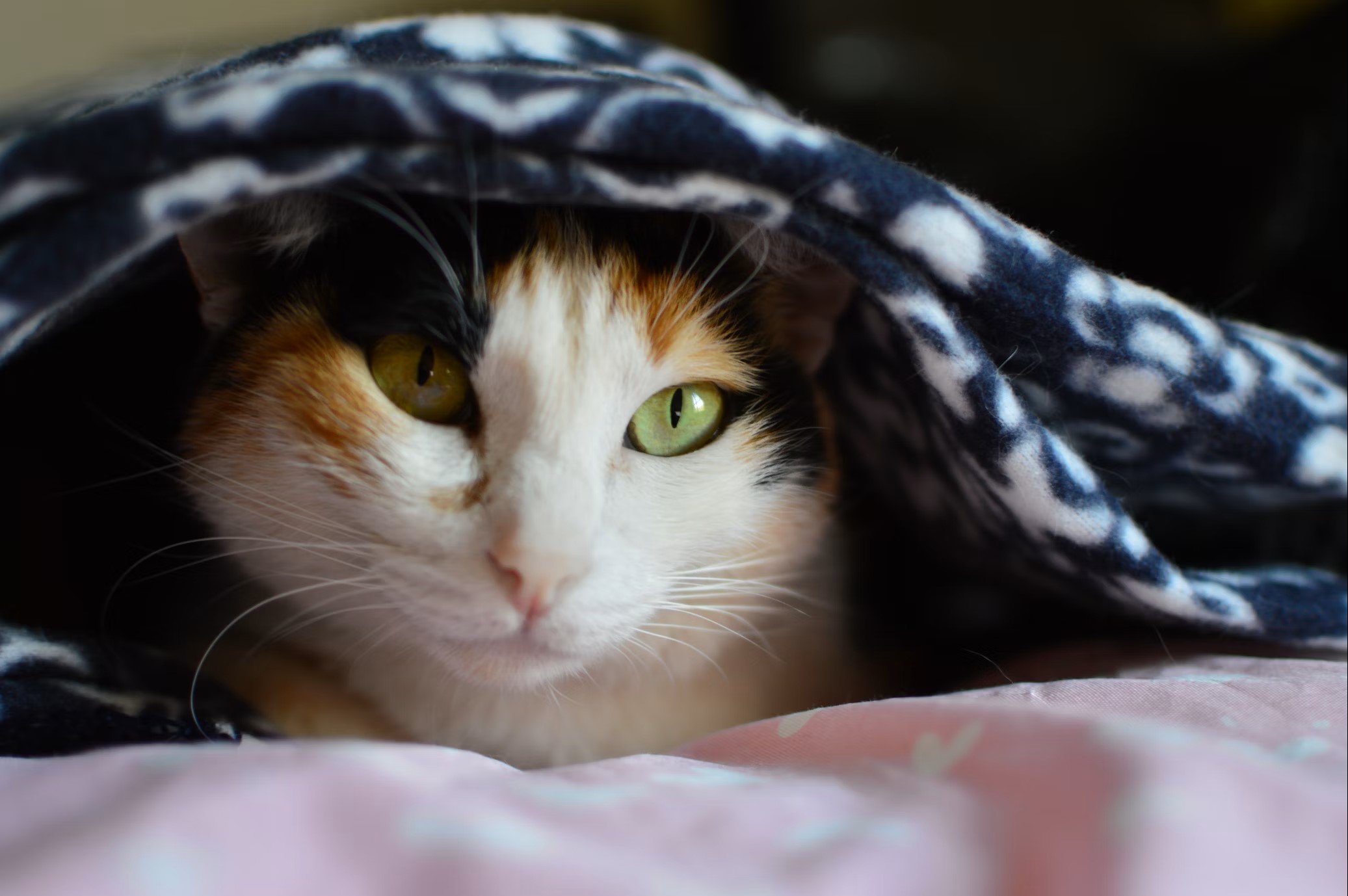 cat with blanket