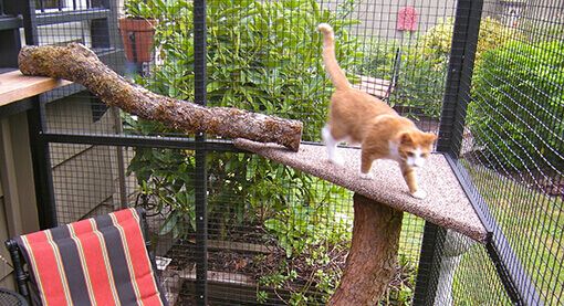 catio-benefit-5-exercise-cat-enclosure-interior-cat-walking-catiospaces