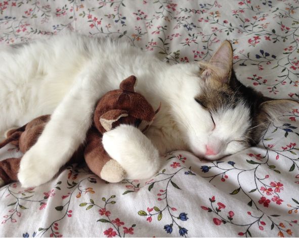 Cosiest Pet