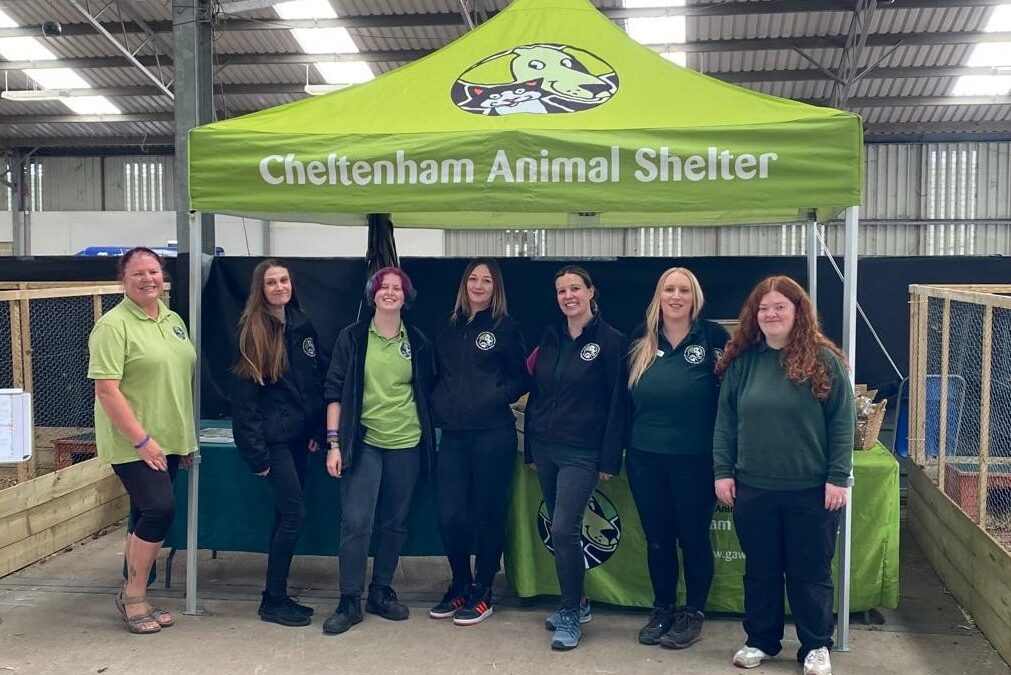 A new breed of rabbit show: putting welfare first at CountryTastic