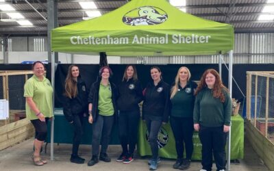 A new breed of rabbit show: putting welfare first at CountryTastic
