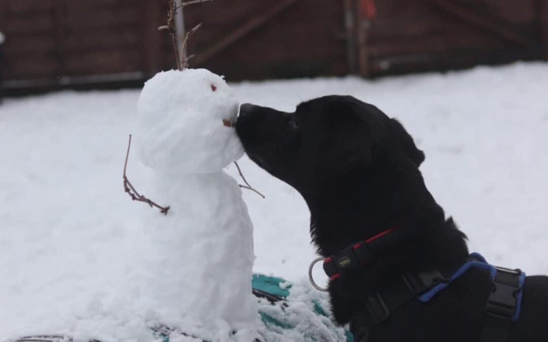 Pets in winter