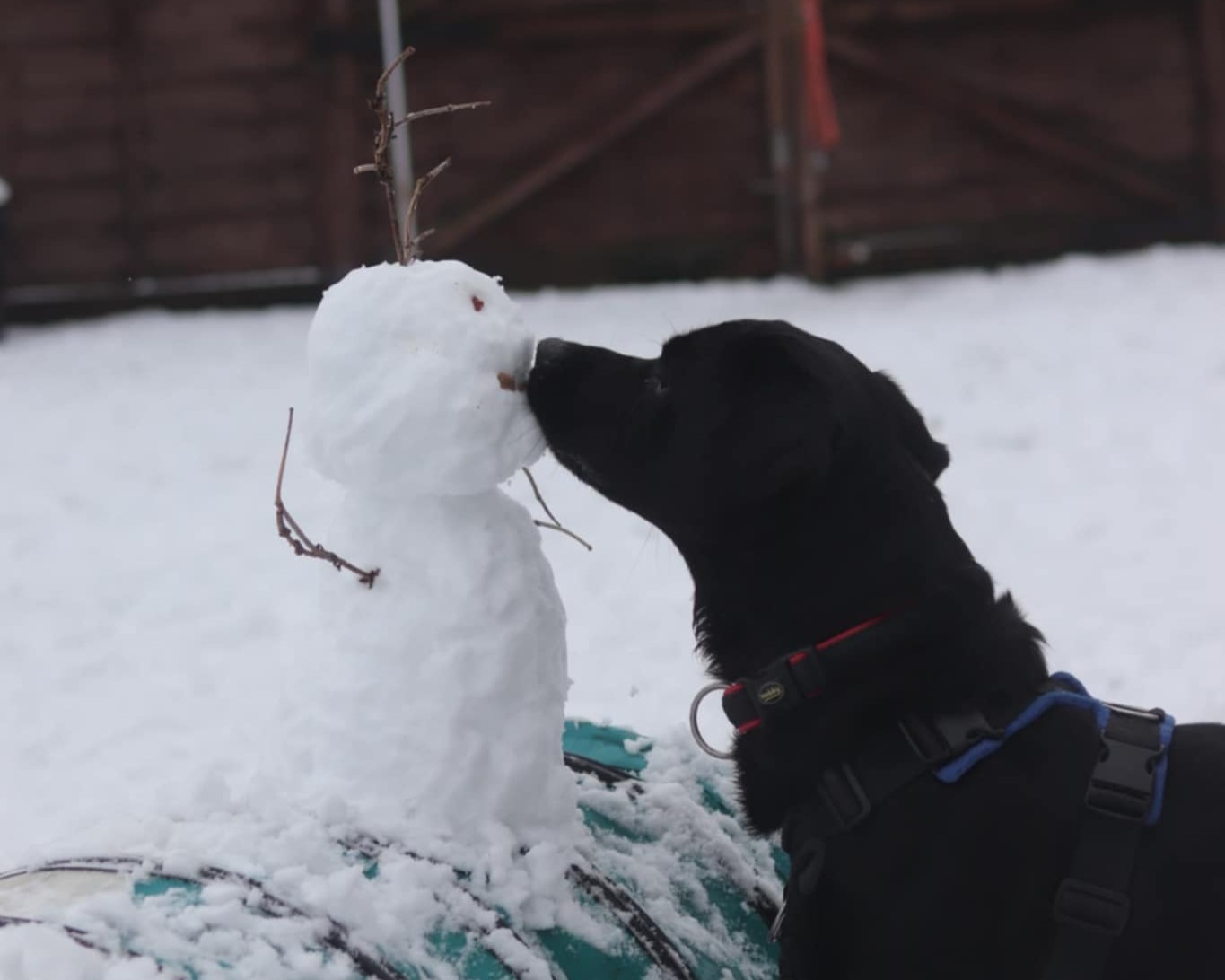 Dog sniffing a snowman