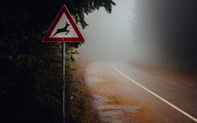 World Animal Road Accident Awareness Day
