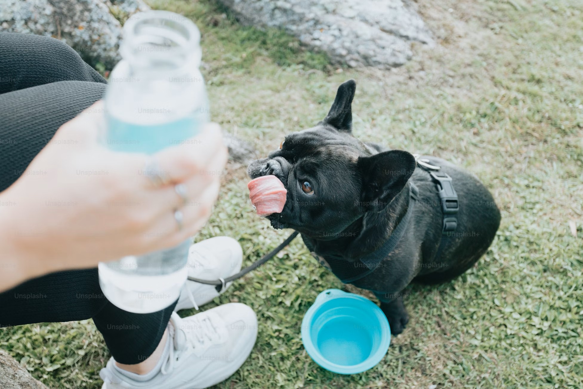 dog drinking jpg