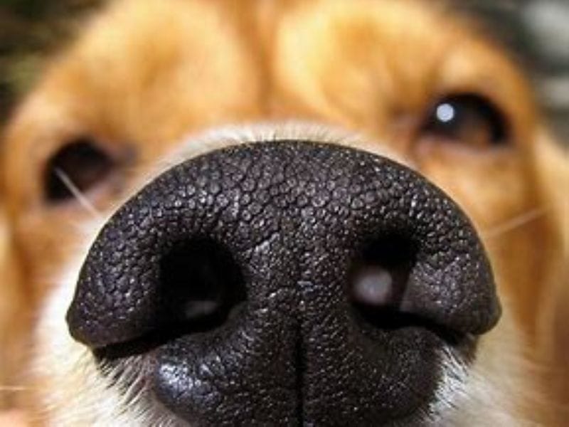 Our dogs are scent-sational!
