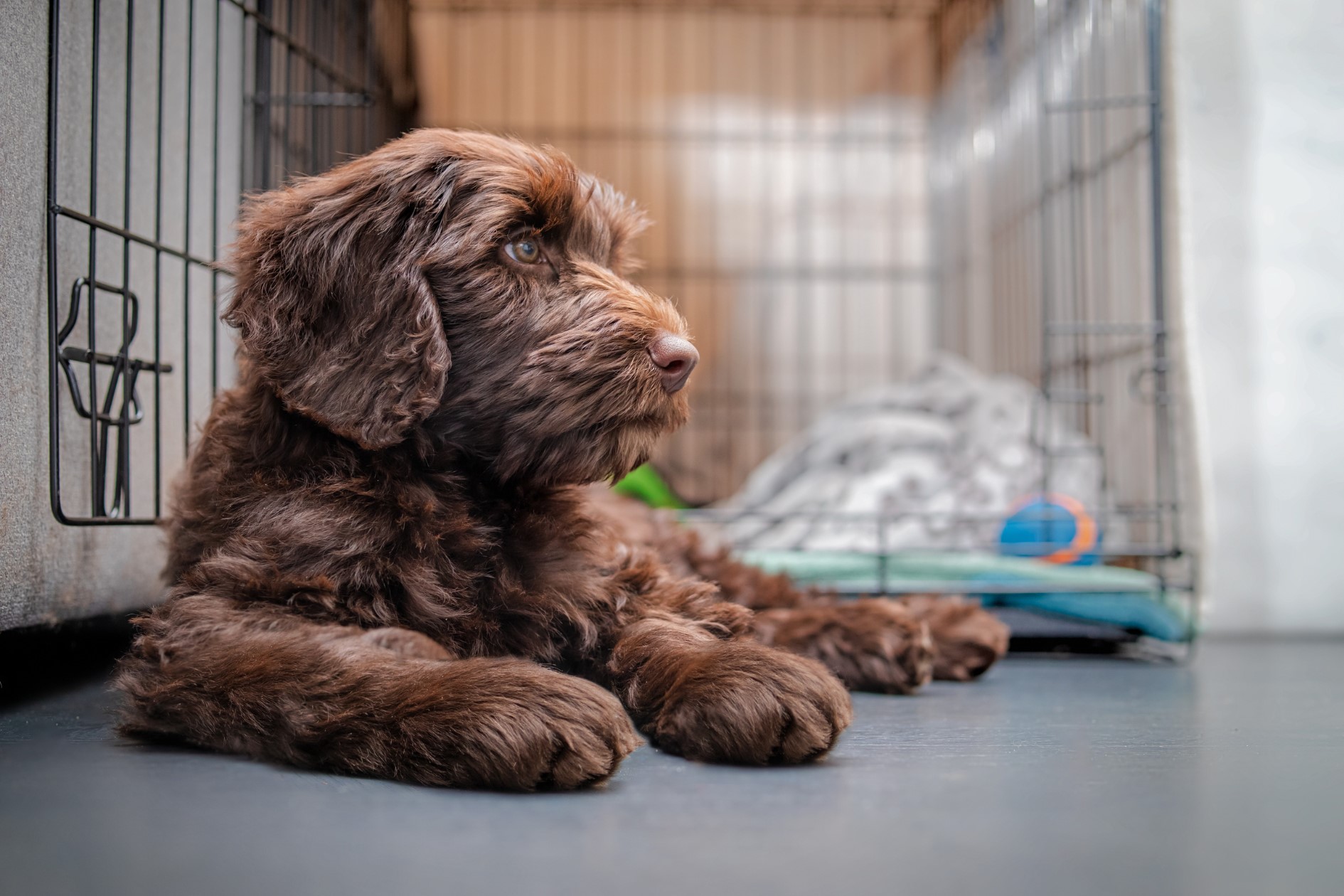 dog outside crate