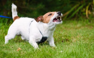 Understanding dog reactivity