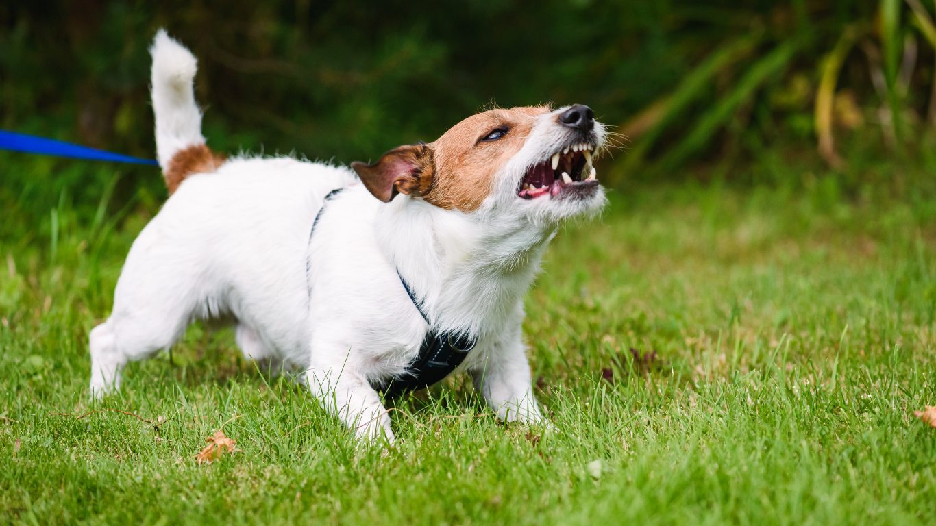 reactive dog
