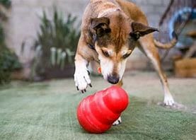 dog with kong