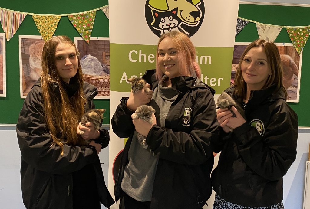 education team with kittens