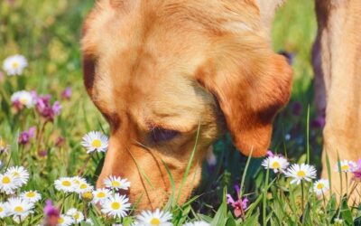 Enriching dog walks