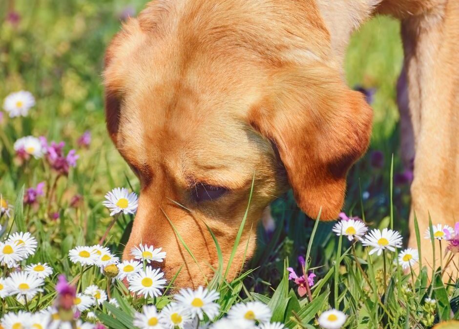 Enriching dog walks