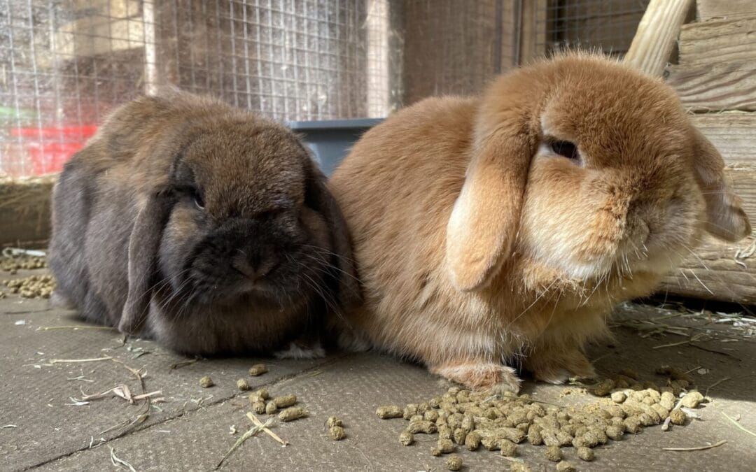 Rabbit diet and accommodation