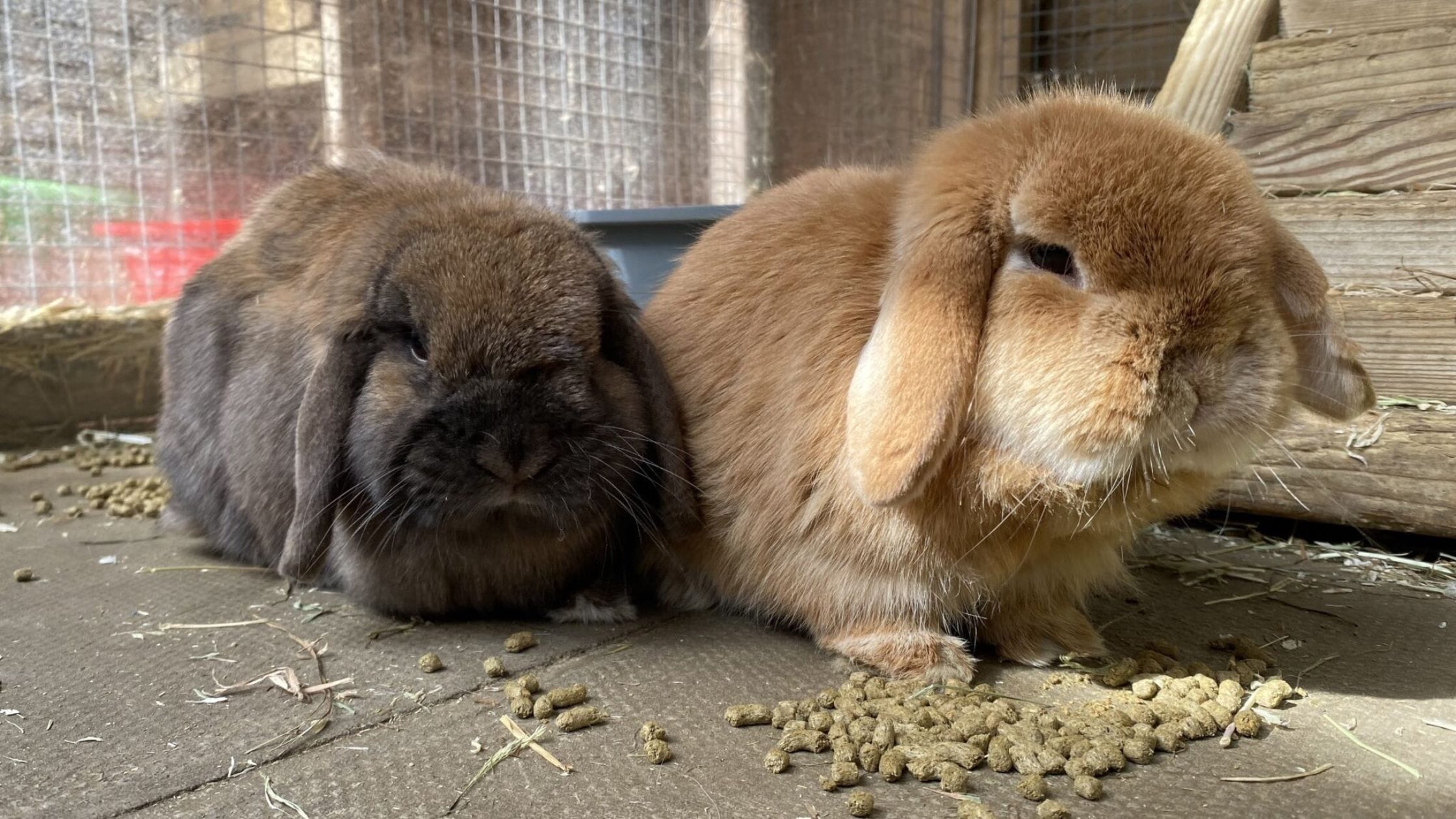 Pair of rabbits eating pellets in their run
