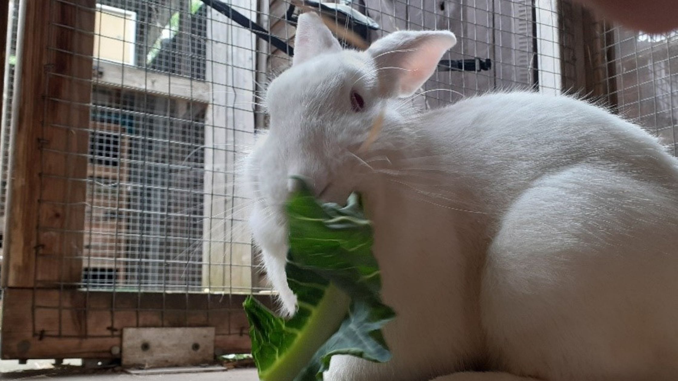 Perry the rabbit enjoying some veg