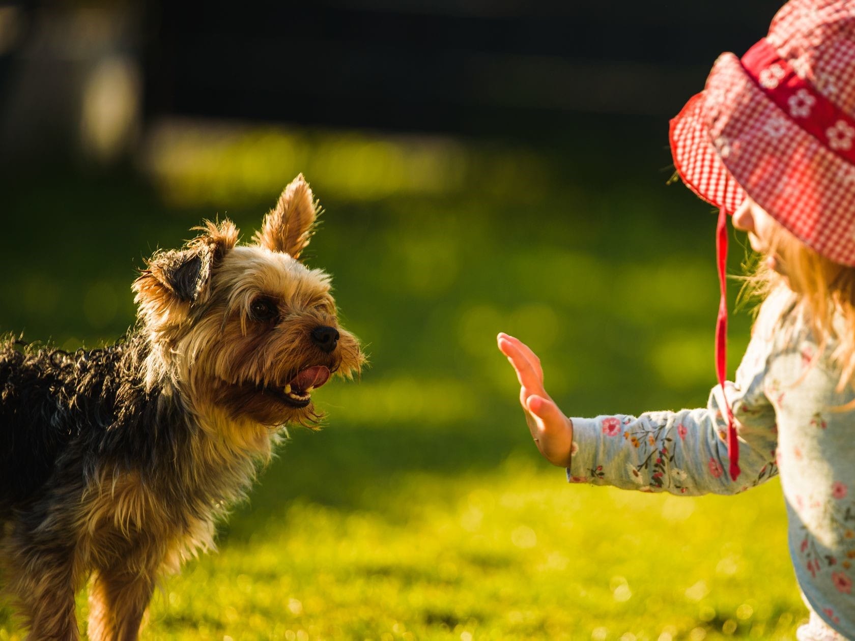 Yorkshire terrier with a young girl holding out her hand