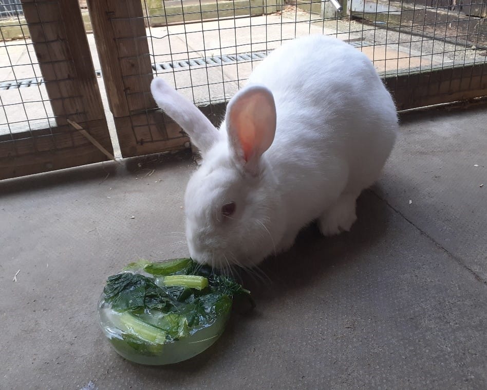 Gastric and dental issues - Perry enjoying frozen enrichment