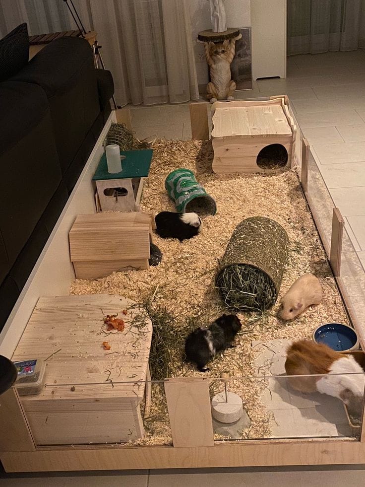 good guinea pig set up