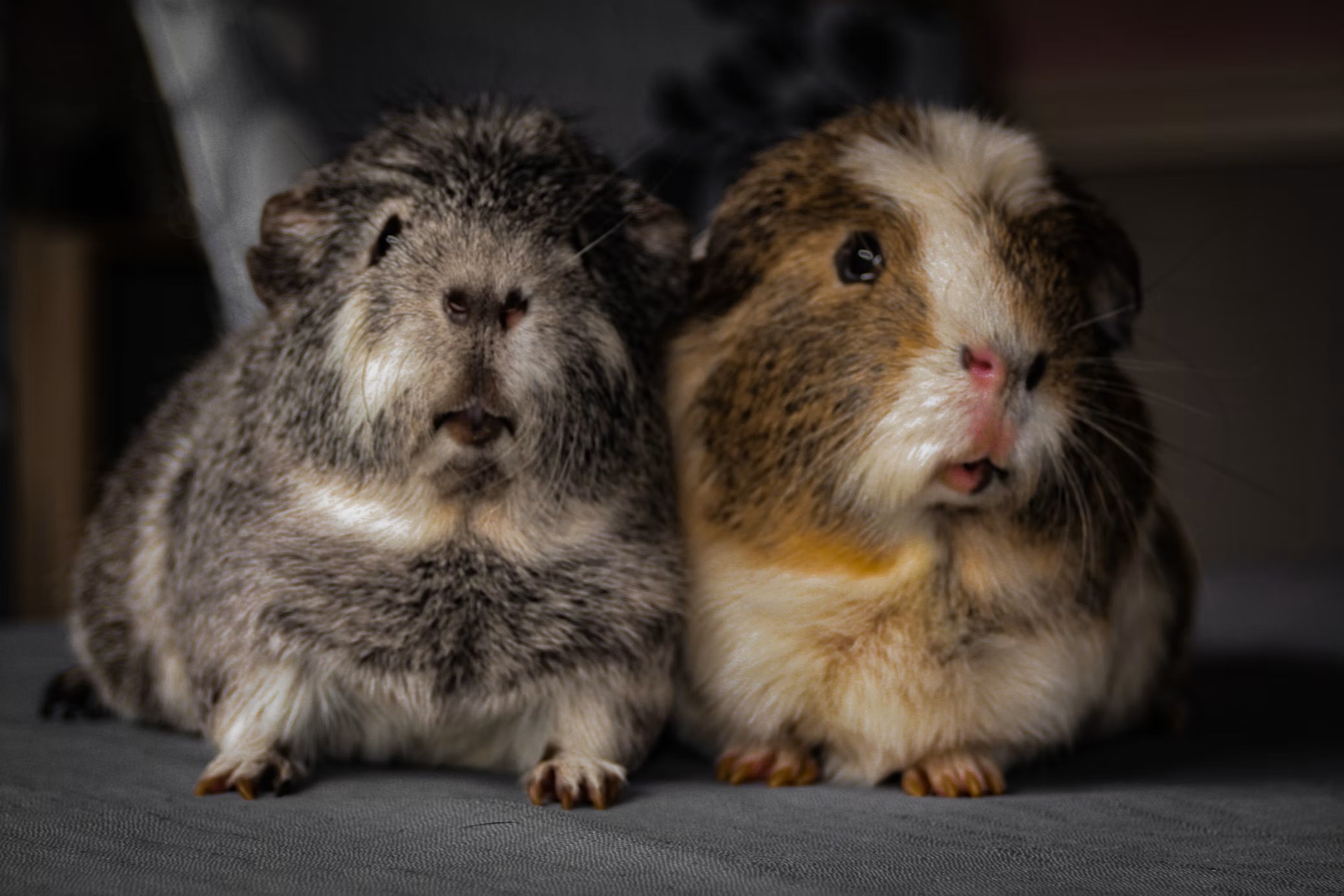 Guinea pigs