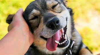 Happy dog interaction