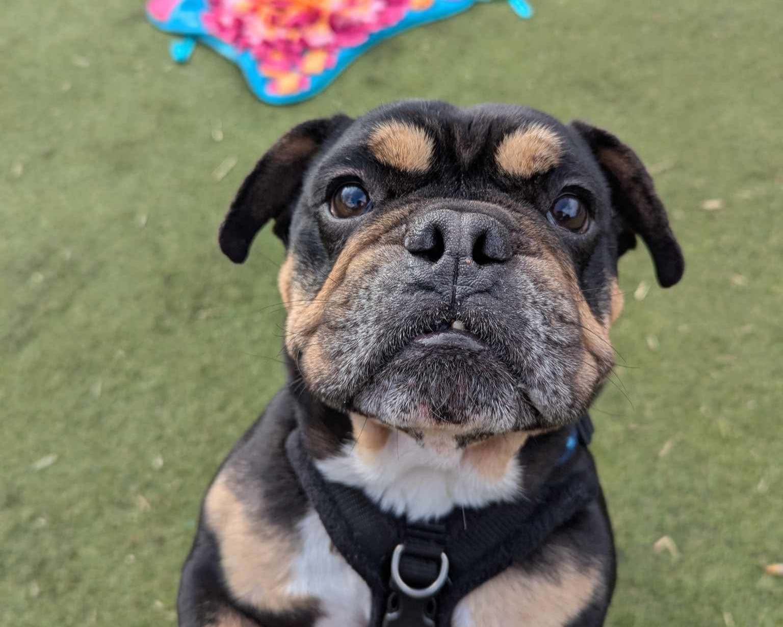 Hooch the Frenchie cross