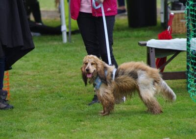 Open day dog show