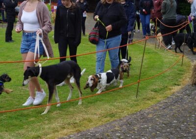 Open dog show