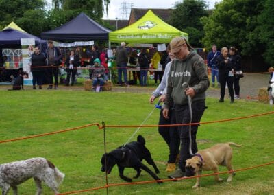 Open dog show