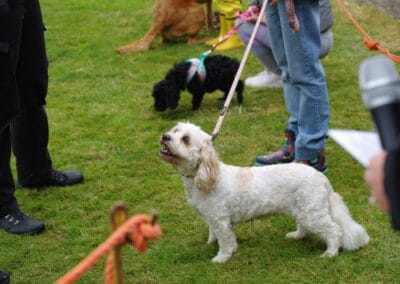 Open dog show