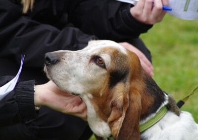 Open dog show