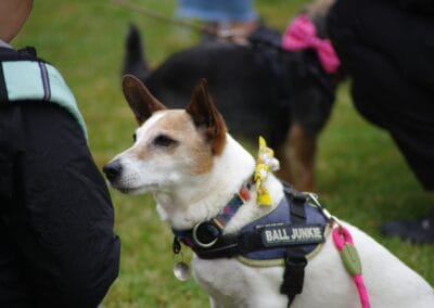 Open dog show