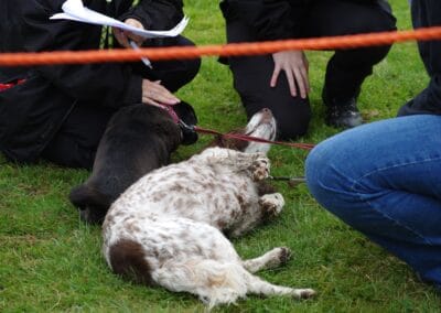Open day dog show