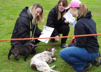 Open day dog show