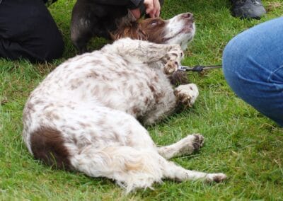Open day dog show