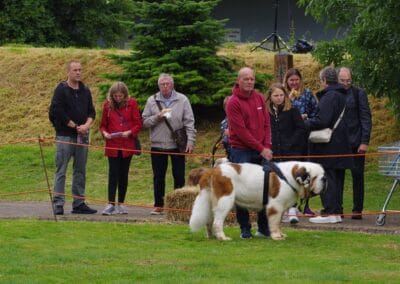 Open day dog show